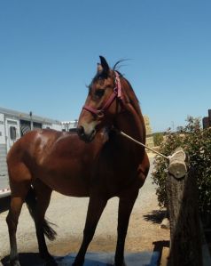 Tally never relaxed and was always moving, even when tied