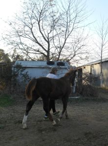 Noble leading me to the barn upon arrival at his new home.