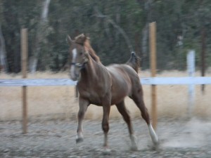 Noble on his first birthday