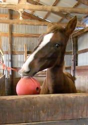 Amusing himself in the first days at our home.