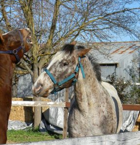 Noble showing the foal "snapping" behavior toward an annoyed Coffee - "I mean no harm!"