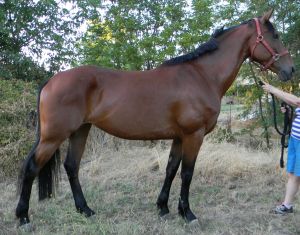 Tally two years ago - fit but with an inverted top line and injured