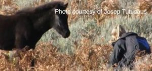 A wild pony foal showing no instinctive fear of the human "predator". Borrowed from Epona.TV