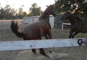 Java is quicker to intercept this time!