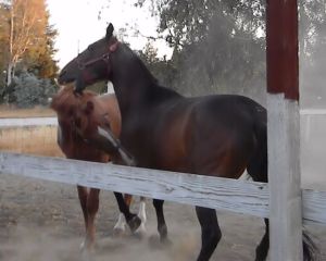 Java tries to reassert some authority ...