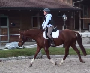 A more proper frame for the first year of a young horse's under saddle education