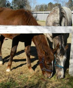 Horses are more interested in establishing friendship than they are in establishing leadership