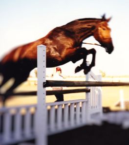 Dani, three years after her first taste of jumping, sailing over one for "grandma"