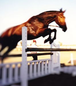 Dani, three years after her first taste of jumping, sailing over one for "grandma"