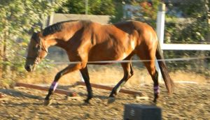 Tally this year, now showing nice balance and stretch through her topline