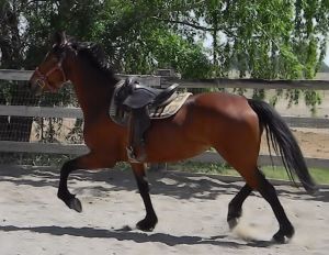 Tally, after three months of round pen training. Compare the carriage and balance to her lunging picture below.