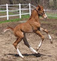 In Italics, 2013 colt