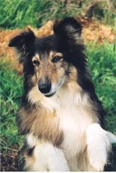 My own Brita, as good a teacher as she was a student!  I miss you, Boo!