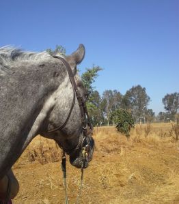 Nash watching the neighbors at the end of one of his walks.