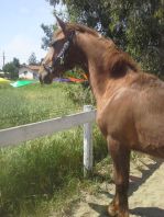 My own Noble, 2013 colt