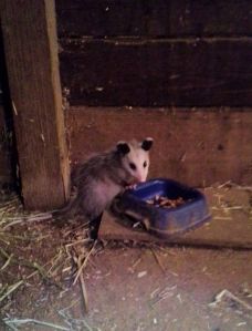 One of the casual visitors to our barnyard, but not the cause of the excitement