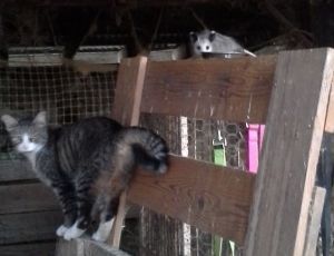 Moochie and "friend" waiting for chow