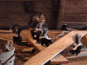 These little buggers grew up in the barn - only the dogs get upset about them.