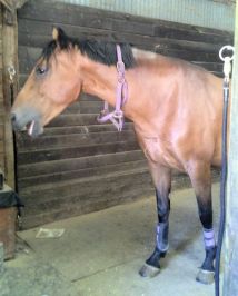 Tally in a nice "Stay" before bridling (and catching a yawn, while she's at it!)