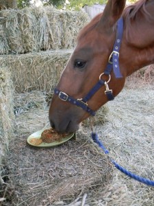 Noble and his "birthday cake" - a mix of oatmeal, molasses, apples and carrots ... of which he only ate the carrots!