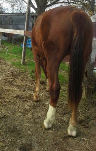 Noble, being quite boring when first let out today.