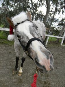 "Santa wants a carrot!"