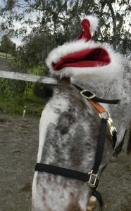 "How about an action shot?"