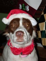 As my dog Macie can attest, horses are not my only Santa Hat victims.  Here Macie is doing her best Grinch impression.