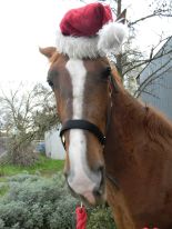 Noble has come a long way from attacking when I'd approach to letting me put silly hats on his head!