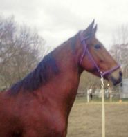 Tally modeling her side-pull bitless bridle - really just a glorified halter.