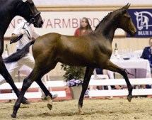 Typical of the top selling foals I'm seeing - showing a lack of connection between neck, back and haunches; and disjointed  front and hind leg action. Warmbloods have lost the natural thrust and carrying power they had not long ago.