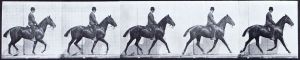 One strip of a Muybridge study of trot, showing the clear diagonal pairs
