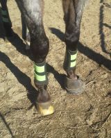 Nash's fancy boot does nicely as a shoe substitute!