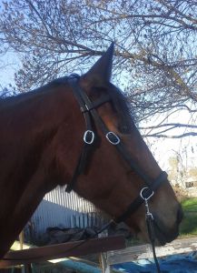 Tally modeling her new bridle.