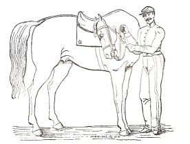One of the images from Baucher's work.  Even the artist couldn't make the horse look happy with this "exercise" in flexion!