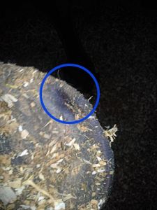 This photo does not do justice to the deep hole (circled), right in the most vulnerable part of the hoof.