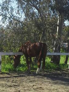 Yes, the grass really is greener ...