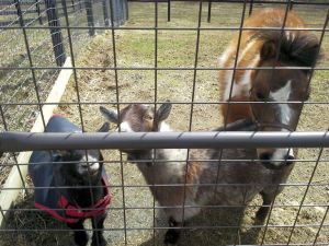Just a few of the new friends I made in Maryland.  Noble's daddy lived with this little crew until his death last year.
