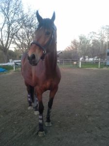 Simon says ... halt please!