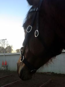 At my shoulder, for the shadow game ... walk ... left turn ... right turn ... halt ... back-up.