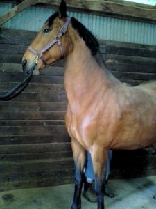 Tally enjoying a good scratch to get rid of that winter hair!