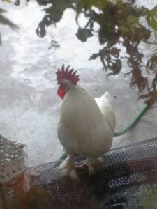 Our latest resident, Charles, on his favorite human viewing perch.