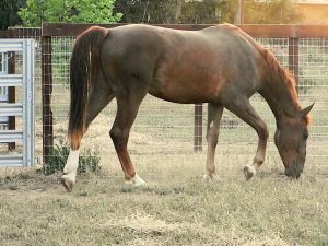 Noble checking out the new fence line.