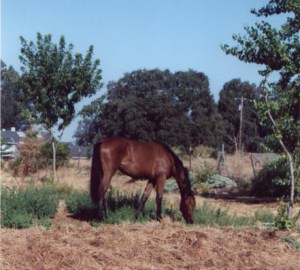 A young Tally on our back acre, eight years ago.