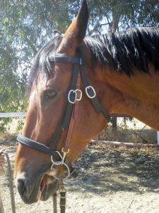 Tally enjoying a carrot in her Happy Mouth bit and bitless bridle.