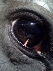 You can barely make out the strange white fibers in Nash's eye, just above the arrow.