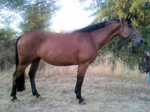 My pretty girl today - a bit pudgy, but more relaxed and healthy.
