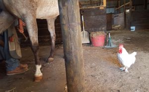 Charlie supervising the farrier..