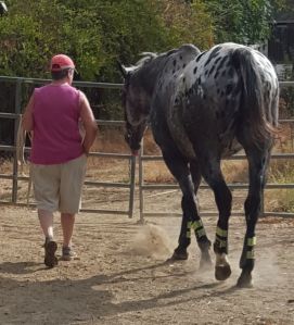 Nash following mom across the arena.