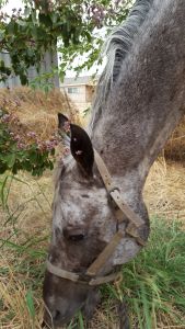 Grabbing a rare moment of horse time with Nash.